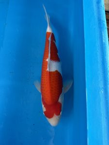Introducing the Stunning Shintaro Nisai Kohaku